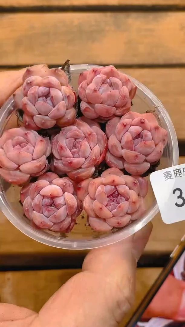 357天使珍妮   量拍