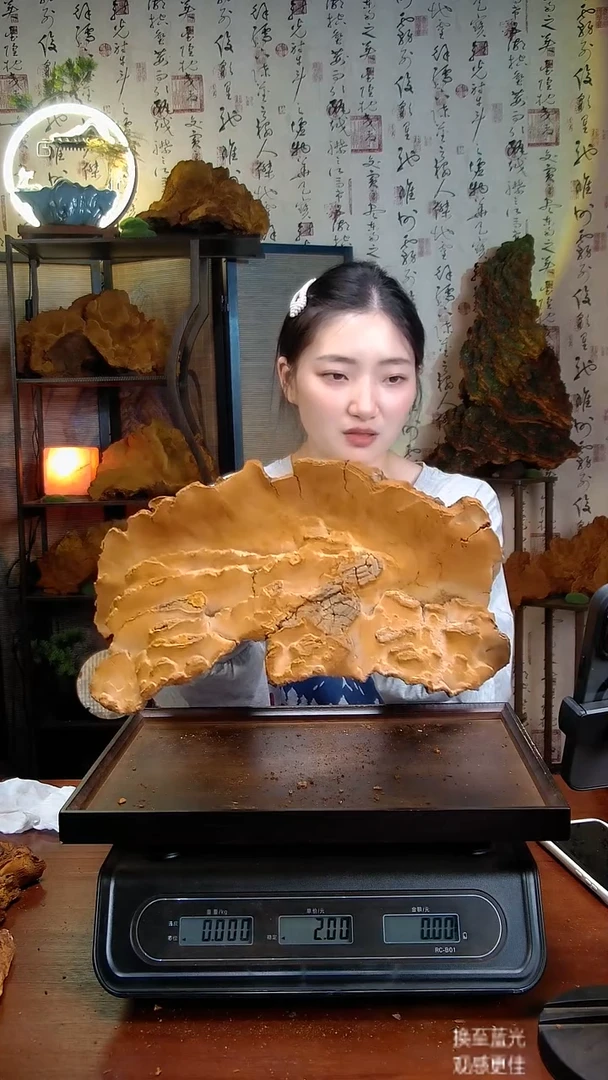 松针层孔菌中国大陆【藏区】松树桑黄（2.04斤）30-40年份