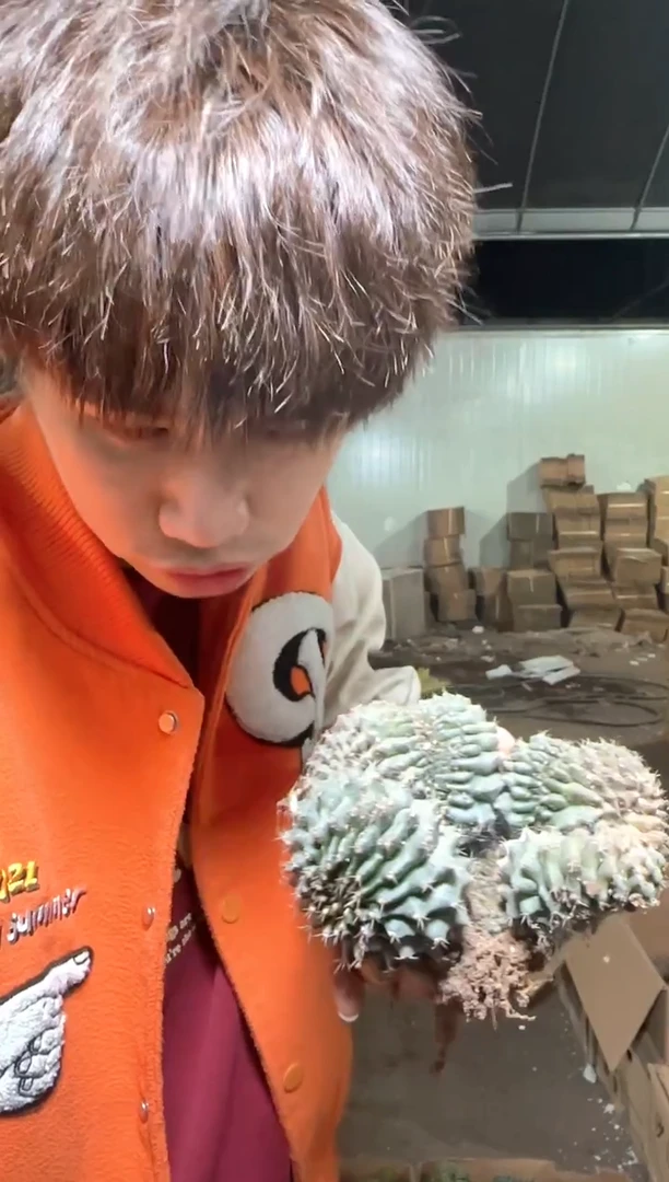 大号 翠皇冠缀化【造型不指定】