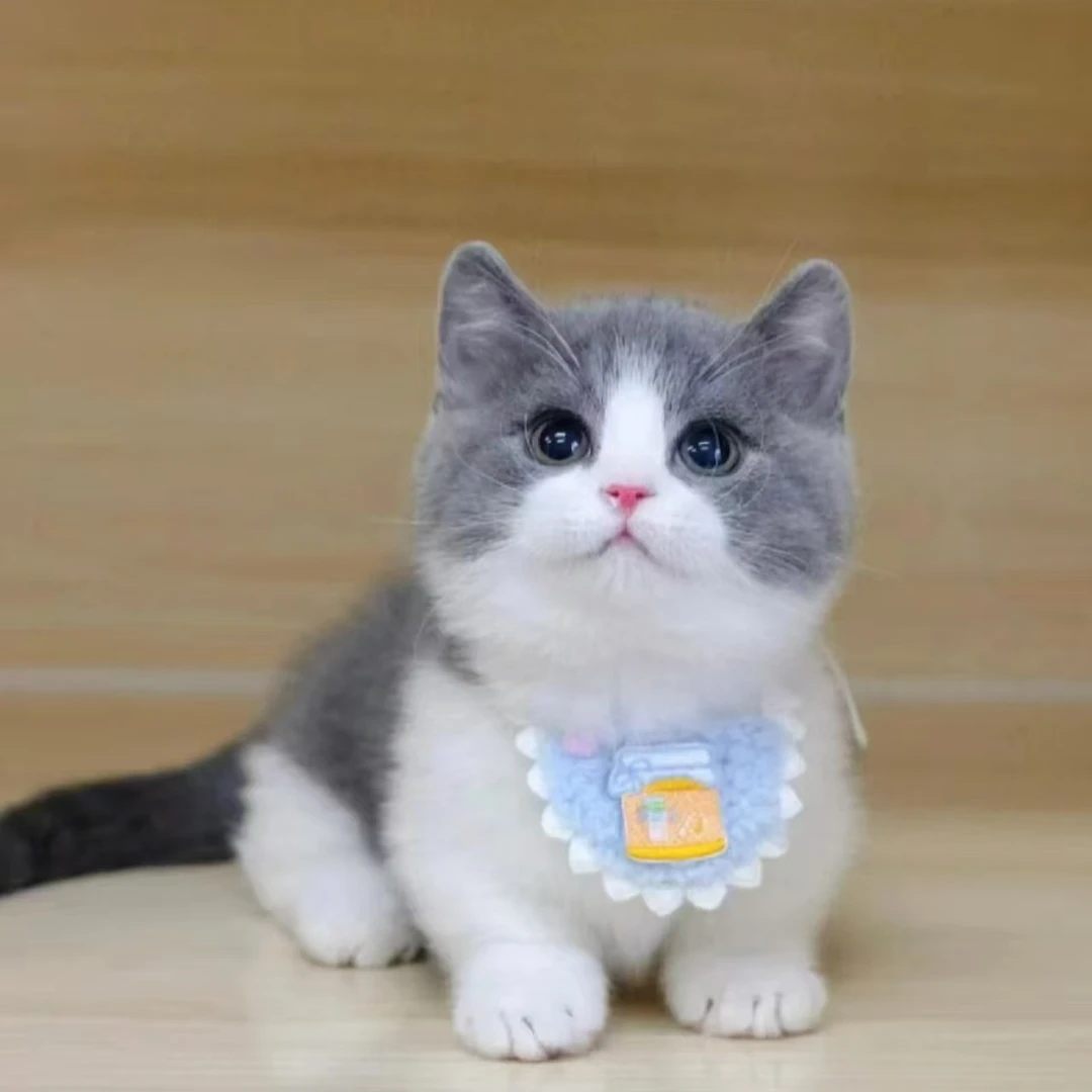 波比猫猫活体专拍链接