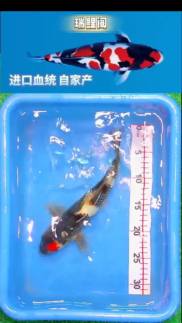 锦鲤瑞鲤阁精选--16