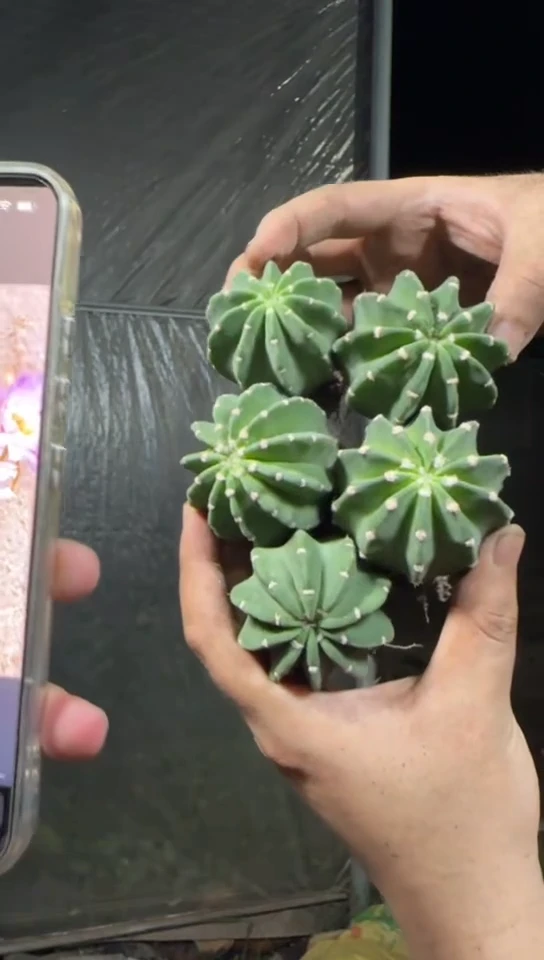 5颗 实生根 短毛丸
