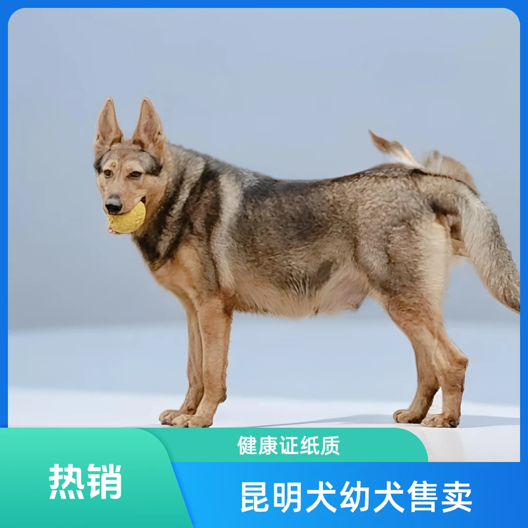 【金城昆明犬】精品活体狗狗
