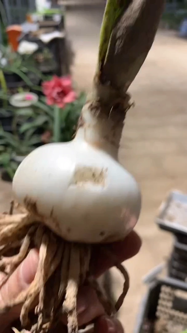 当前无花栽培后可以开花惊奇铃声5cm+残