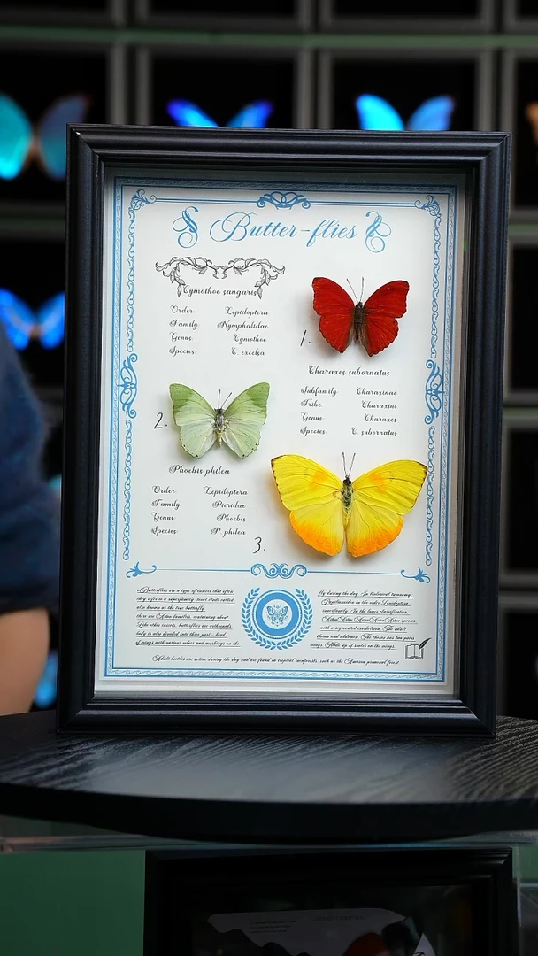 红绿黄三色蝴A4黑框