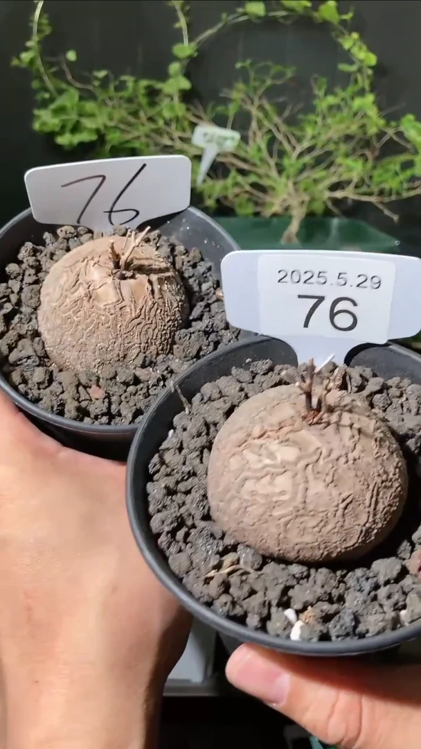 76号5.29.福利南非龟甲龙一组