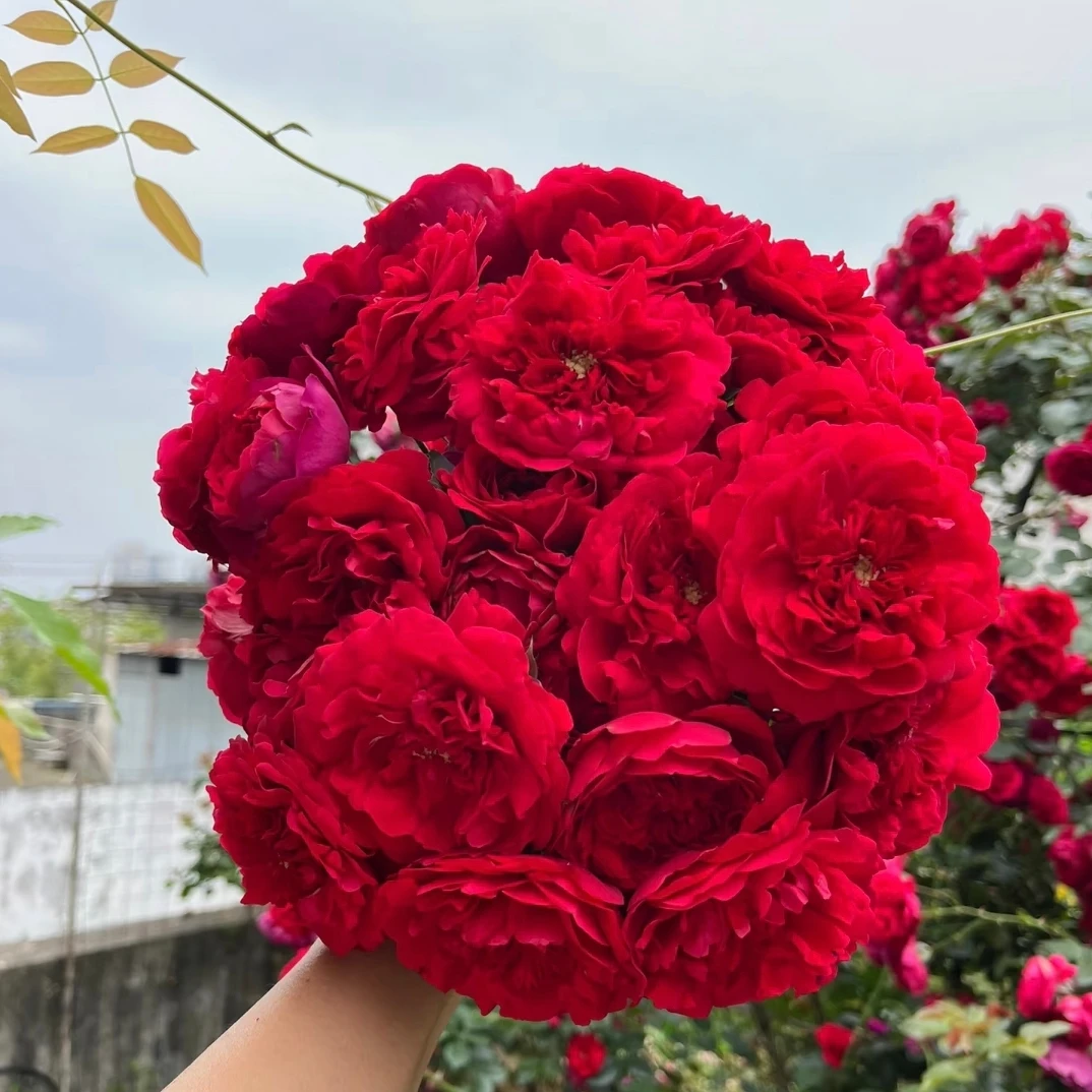 弗洛伦蒂娜1.5加仑成都露天月季独杆独颗扦插原盆原土盆发货