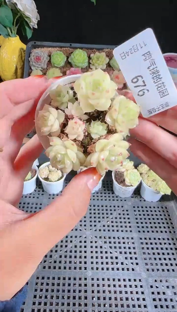 1124-676群生不包整