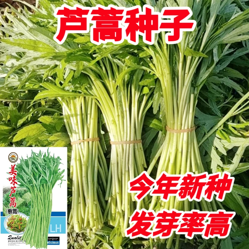 湖北藜蒿种子南京芦蒿种子水篙柳蒿泥蒿水艾四季种植蔬菜种子清香
