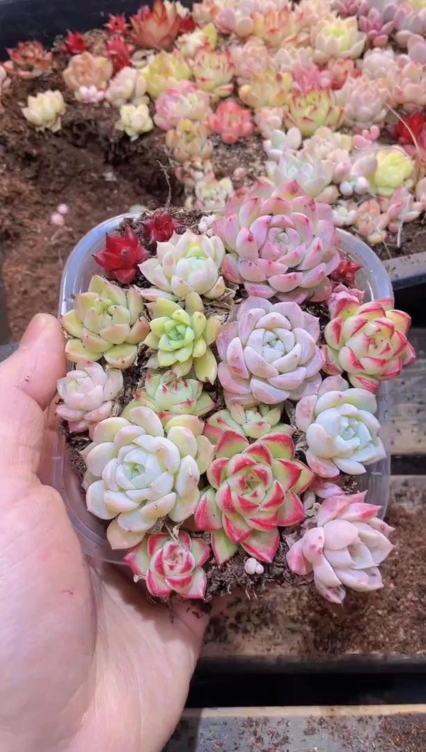 【闪购商品】002梦幻女王量拍1盒多肉