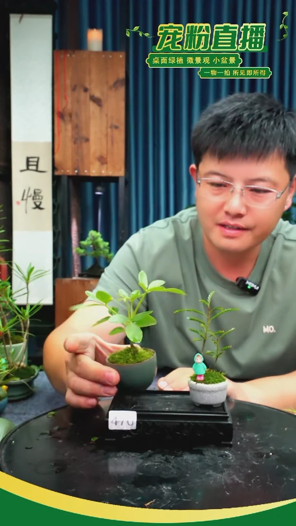 无花朵苔藓微景观470号