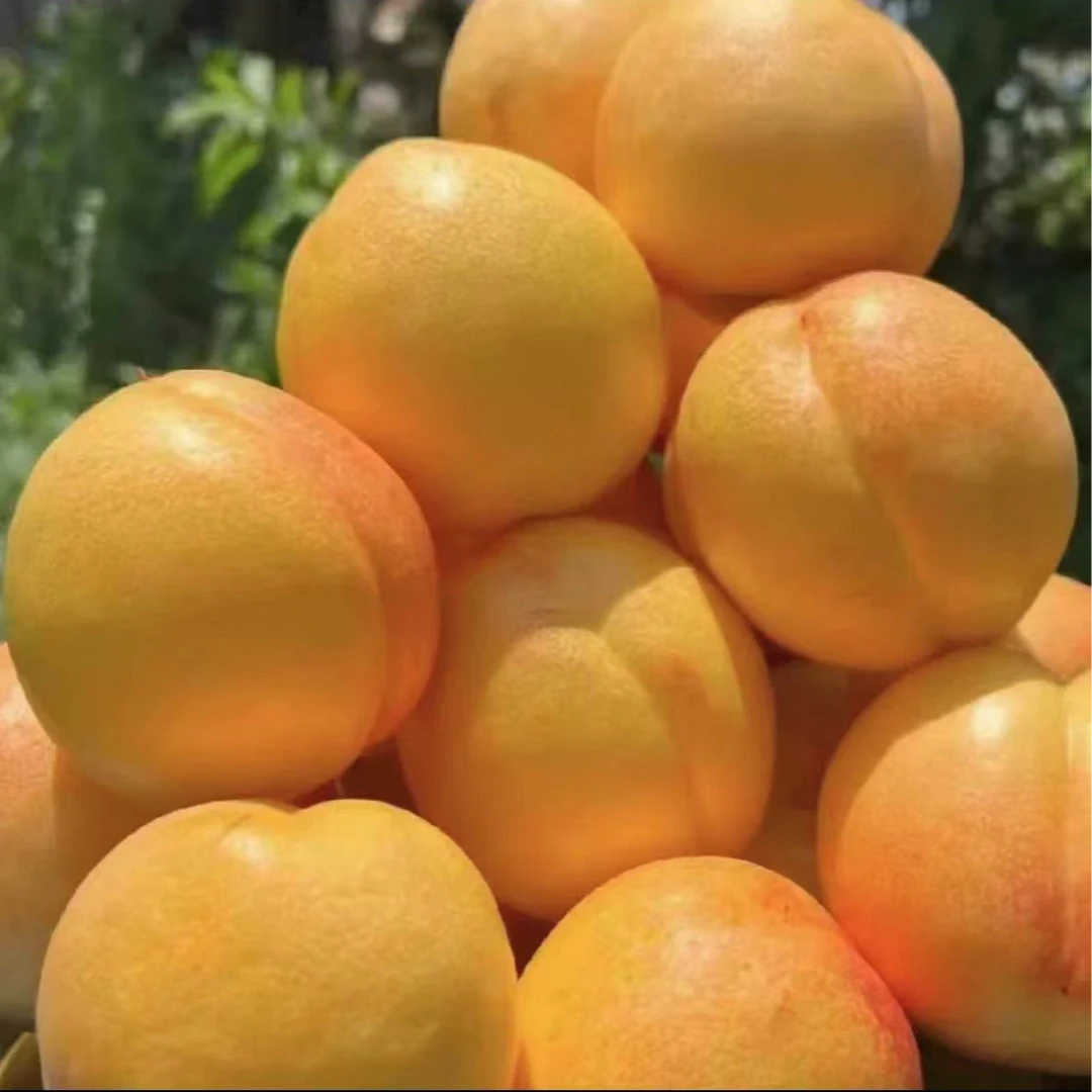 主播推荐蒙阴中油4号黄金油桃3斤5斤包邮爆汁爆甜硬软两吃