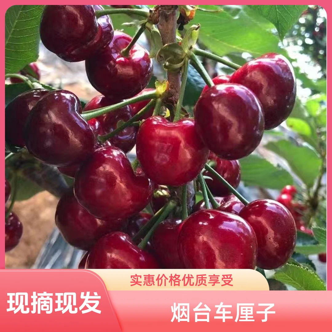 山东烟台大樱桃 车厘子 爆汁爆甜 脆甜可口 美早黄密 现摘现发