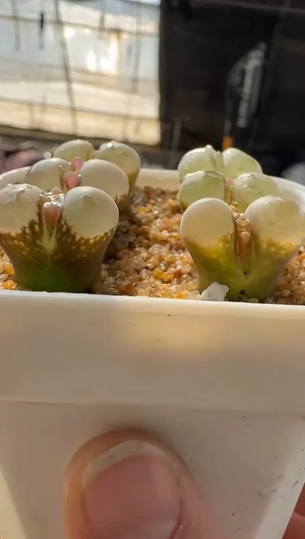 【闪购商品】17-19小菊の舞一颗