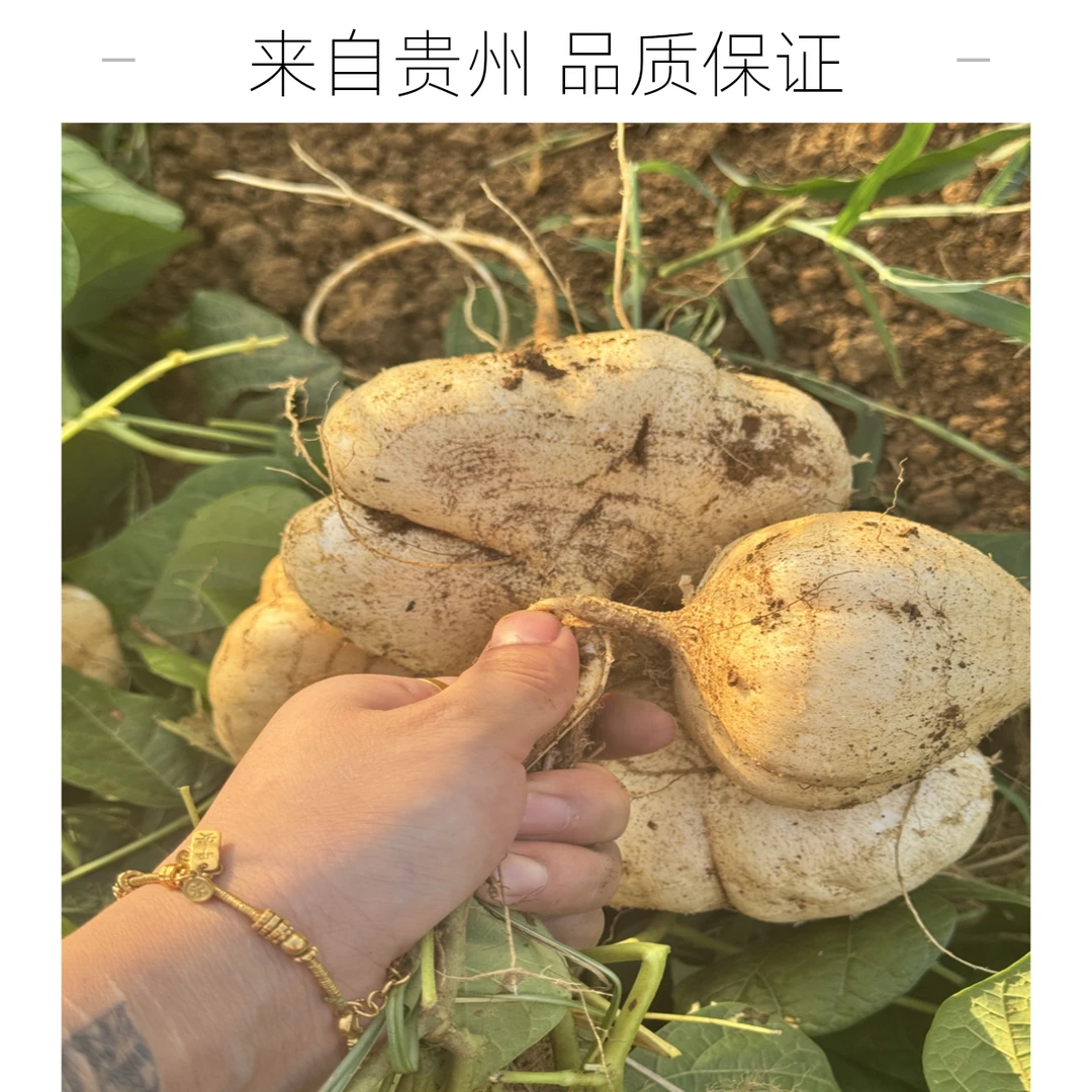 贵州新鲜地萝卜正宗当季凉薯地瓜土瓜豆薯沙葛地下白薯地瓜凉薯