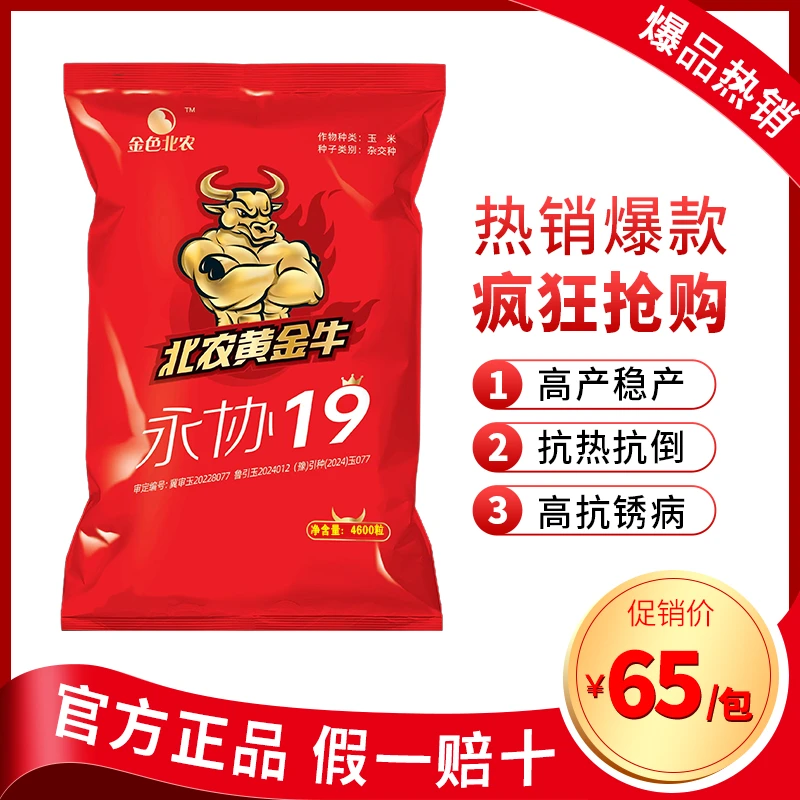 黄金牛永协19玉米种！不空棵不花粒不倒伏不穗腐抗性强产量高！