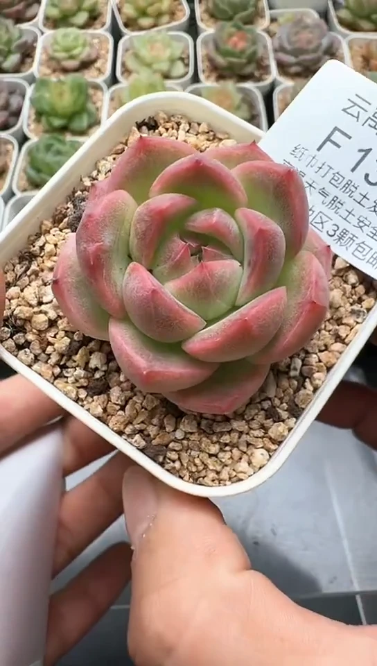 139F云禹多肉植物 默认脱土纸巾打包 3颗包邮