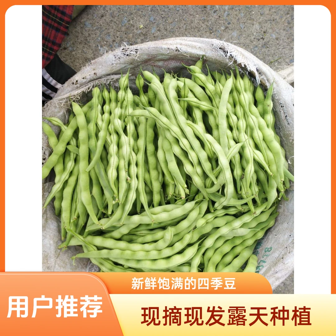 贵州四季豆棒豆肉豆农家自种新鲜青棒豆嫩豆芸豆现摘现发保鲜发货