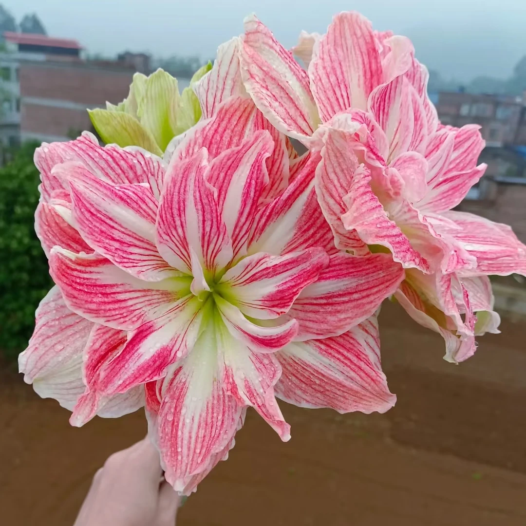 【美丽仙女不分花前花后】★荷兰重瓣原生成熟朱顶红种球室内外盆栽