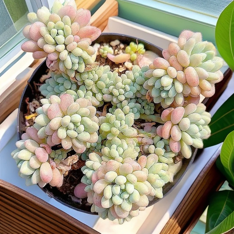 鱼子酱带盆   小谢多肉上盆多肉植物庭院空气耐旱种植