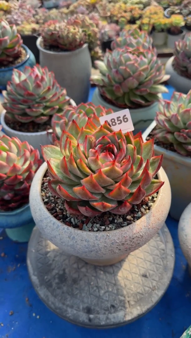 【闪购商品】A856惊鸿仙子（裸根发货）（微瑕）