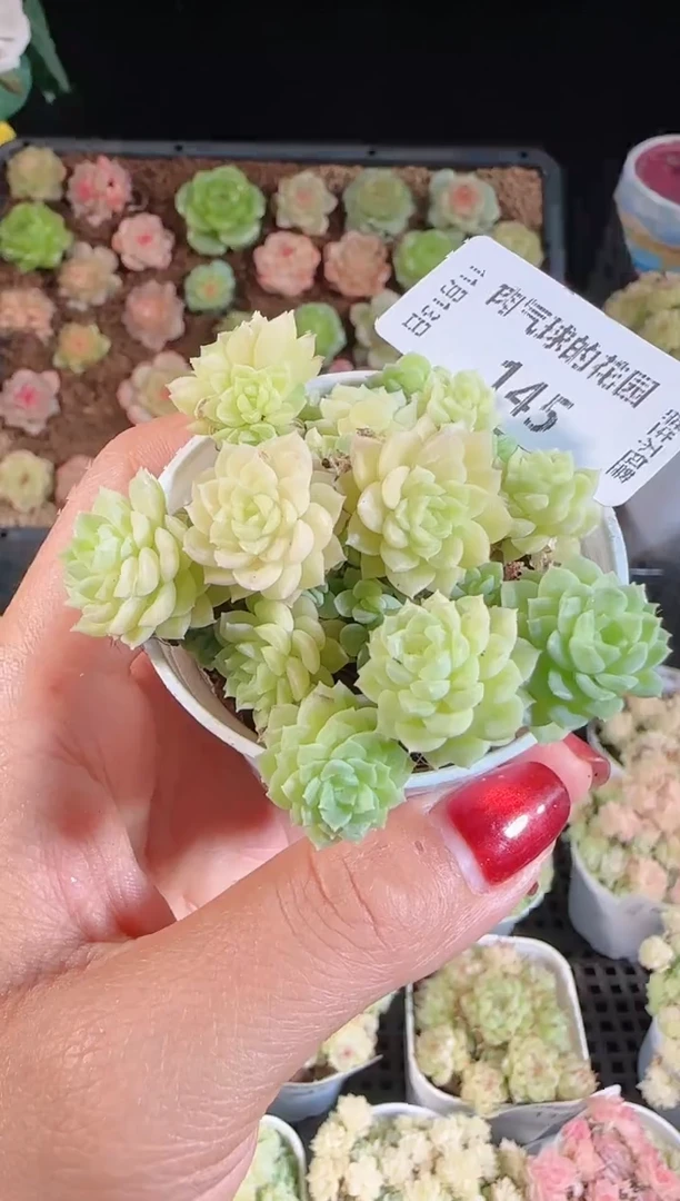 1113-145群生不包整