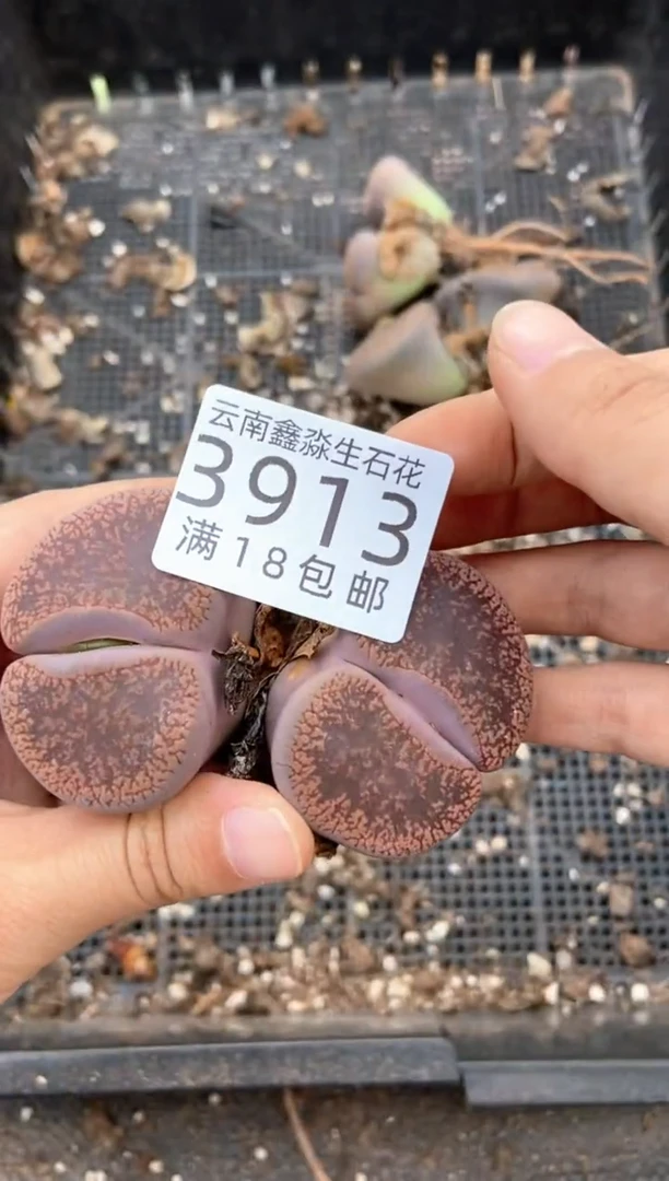 3913特价日轮玉有疤瑕疵发货1颗