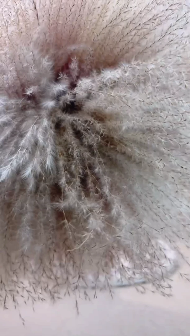 瓶陶瓷花瓶 花 一束芦苇 70支