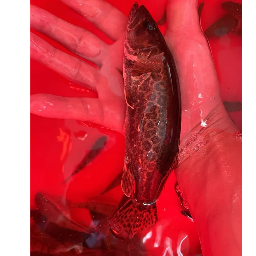 溪水斑鳜原生观赏鱼活体冷水鱼 桂鱼老虎斑原生鱼 豹纹斑鳜野生鱼