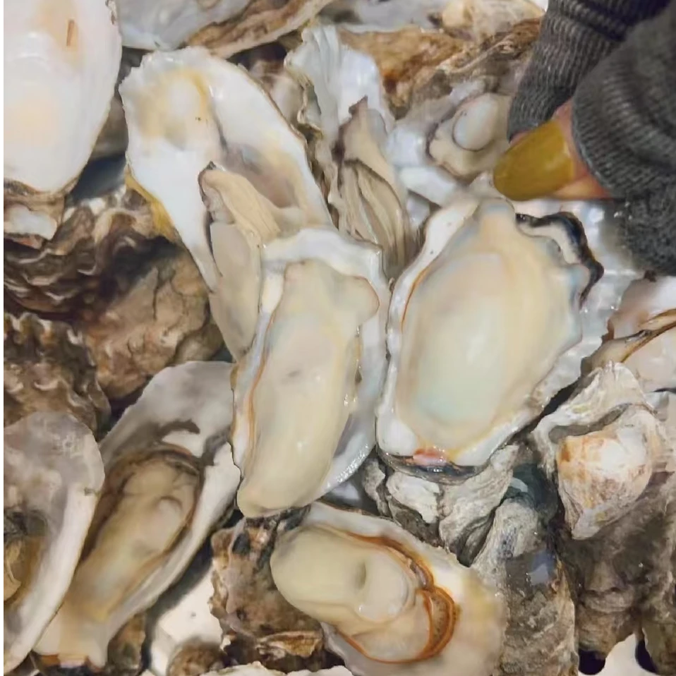 红岛花边海蛎子 新鲜 好吃 嫌小勿拍