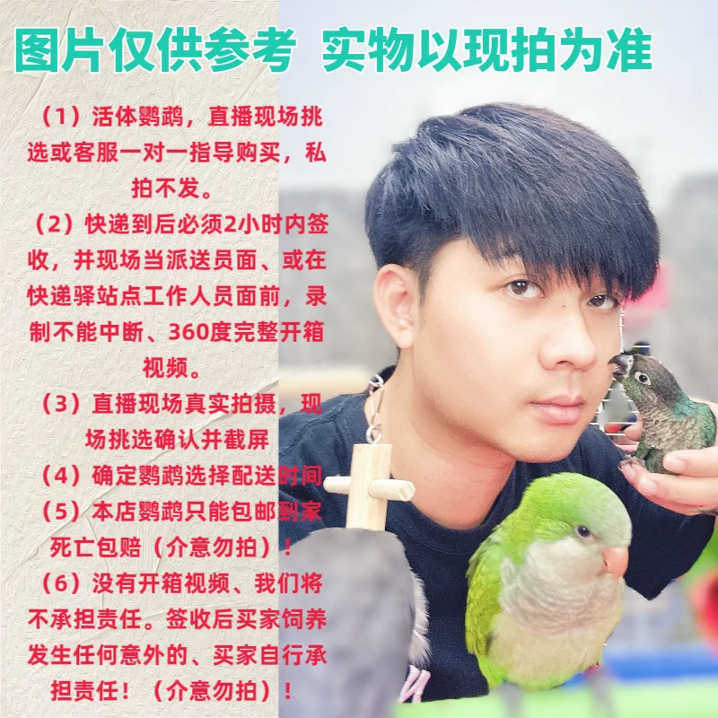 (凯凯专属直播挑选1)手养鹦鹉直播间一物一拍