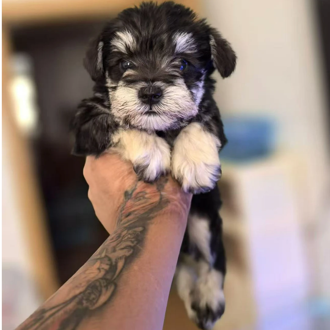 纯种 比熊 泰迪  柯基幼犬