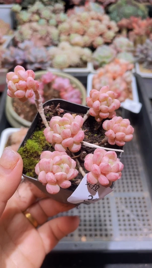 【闪购商品】356恐龙蛋