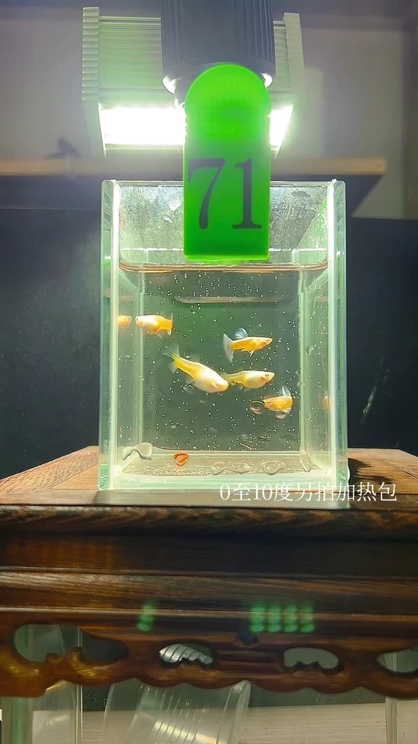 孔雀鱼紫白飞船编号71