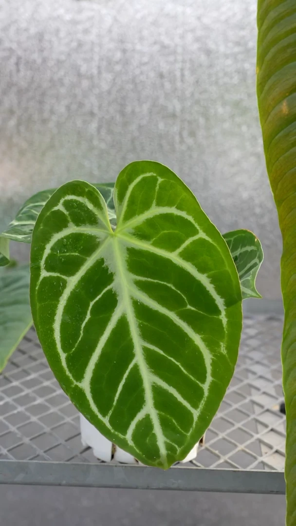 完全开放铜锣烧杂华丽