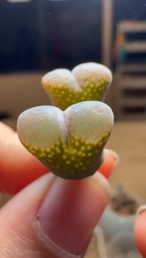 【闪购商品】1/24-287