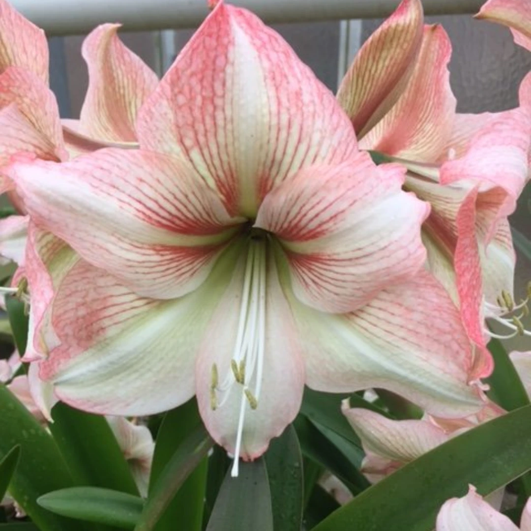 现货 进口荷兰朱顶红单瓣【爱茉莉】 艺晓花卉