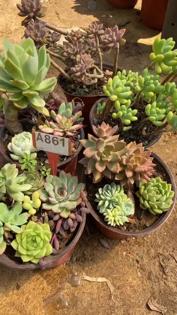 A861闪购清风花木兰多肉组合默认脱土发货