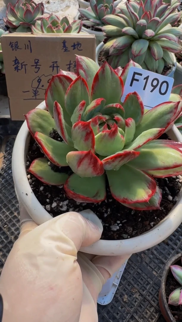 F190惊鸿仙子（裸根发货）（软）