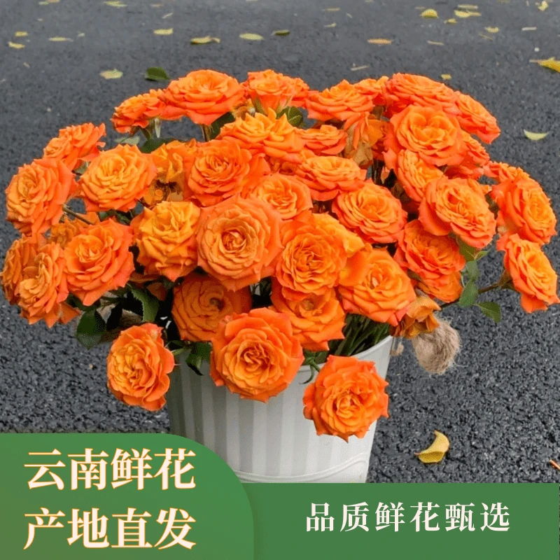 【花海精选】橙色芭比 云南鲜花基地直发