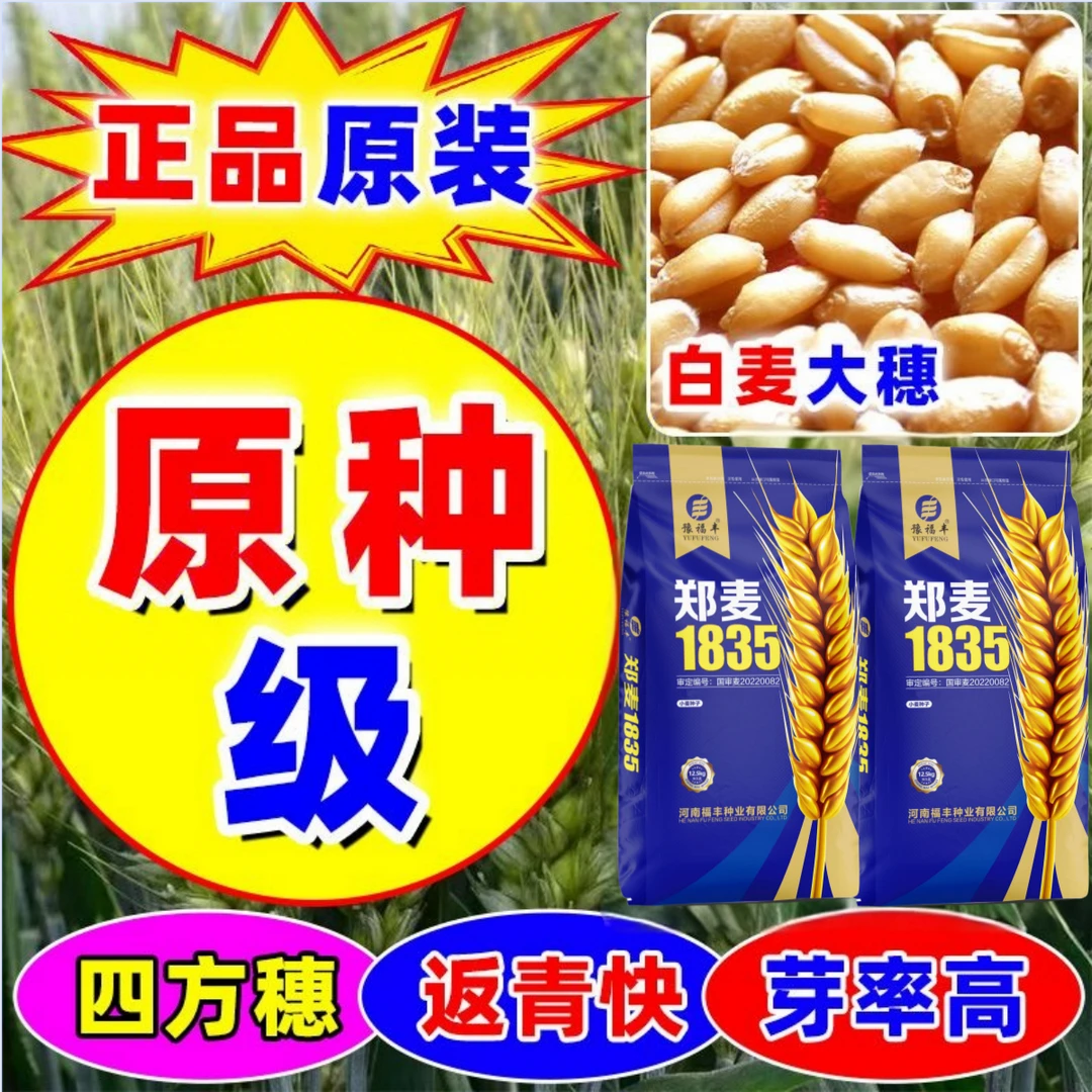 高产矮杆郑麦1835小麦种子抗冻抗病抗寒抗倒伏国审原种品质麦