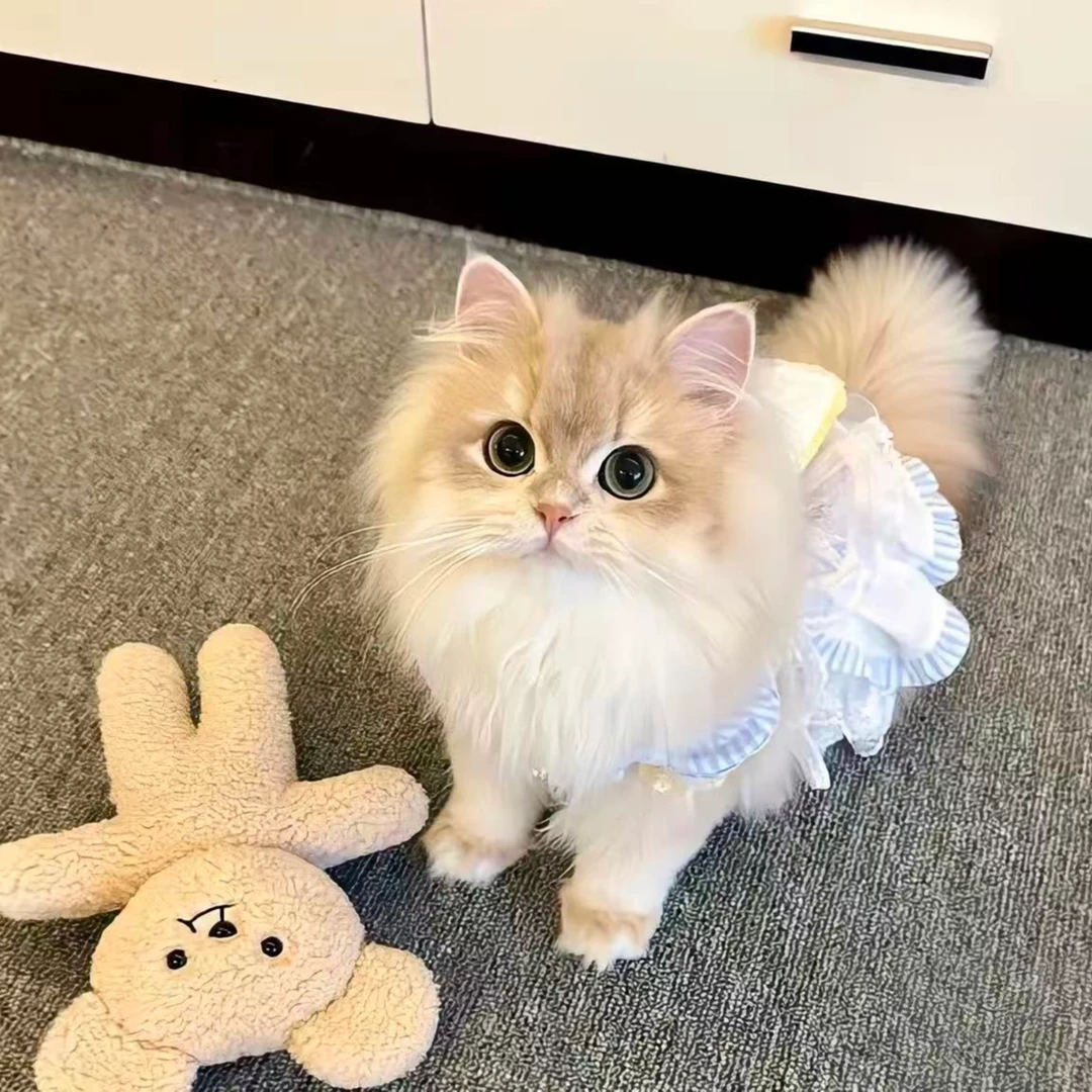 宠物活体猫咪链接