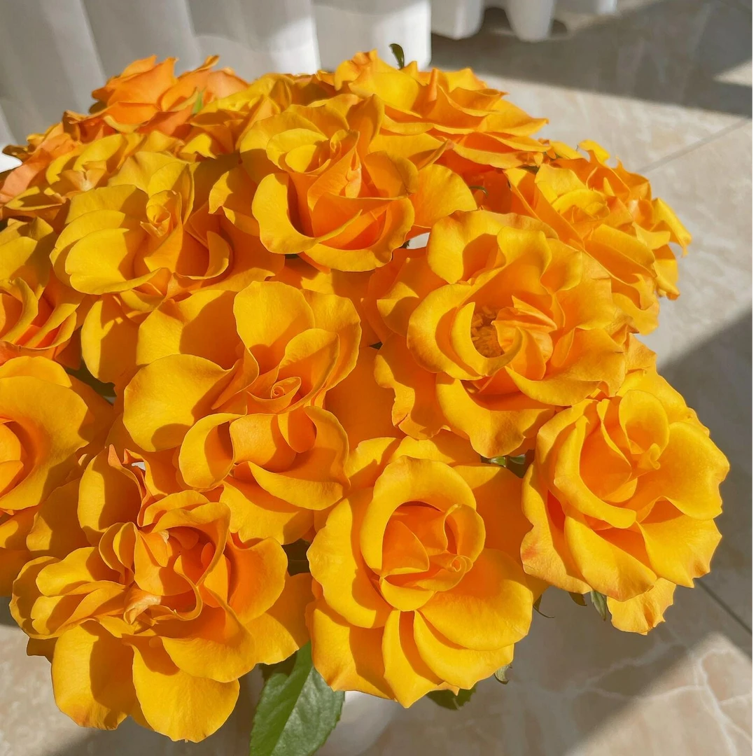 顺丰次日达【AA级太空橙玫瑰 10支】鲜花任意两单顺丰送货上门