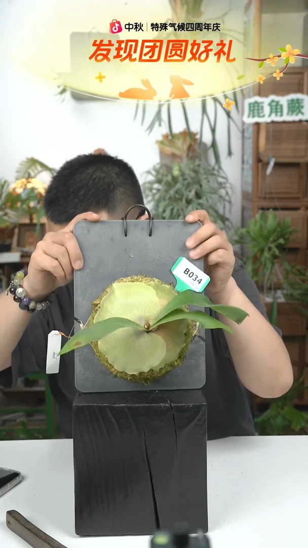 不开花植物B034-佩特拉花园#1
