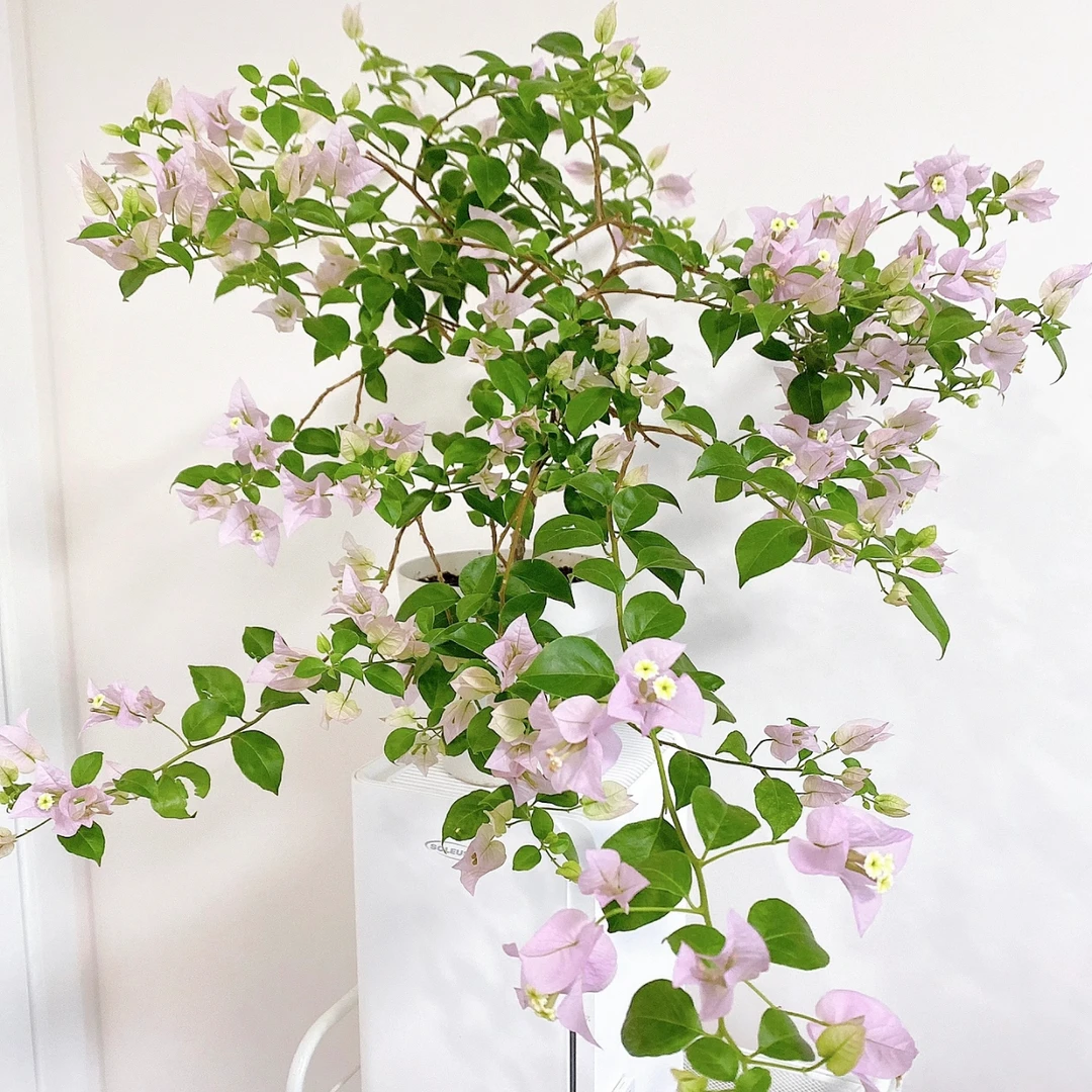 苹果花·四季勤花三角梅，运输中掉花落叶光杆属正常现象，介意勿拍！