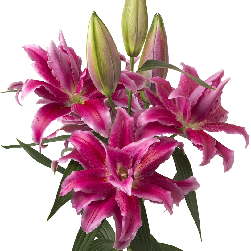 【娜塔莎】16/18 重瓣百合香水百合种球种植进口种球栽种鲜花种球