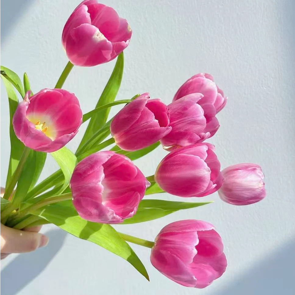 【陌上花开】巴萨郁金香-鲜切花