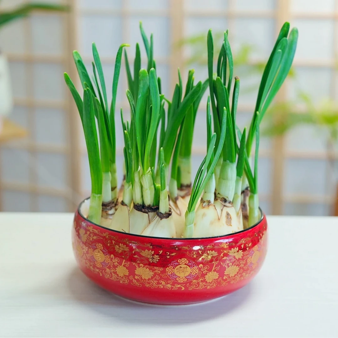 漳州水仙花水培盆栽陶瓷百福吉祥款冬季开花室内外好养耐寒绿植