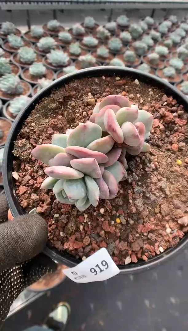 【闪购商品】919星影一物一拍