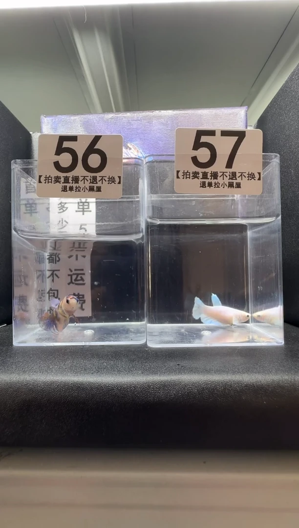 斗鱼母鱼编号：56-57
